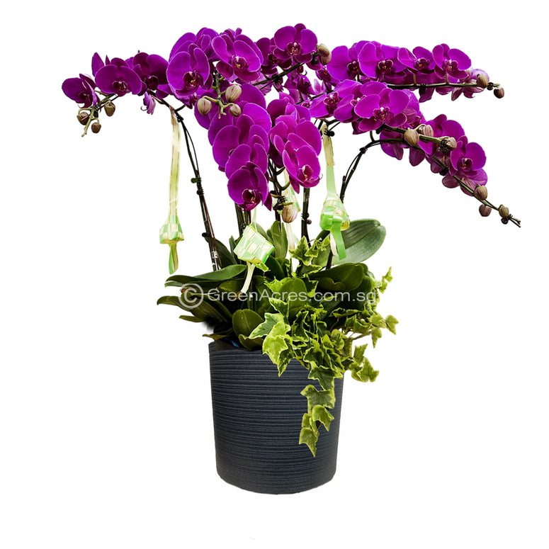 Phalaenopsis Arrangement