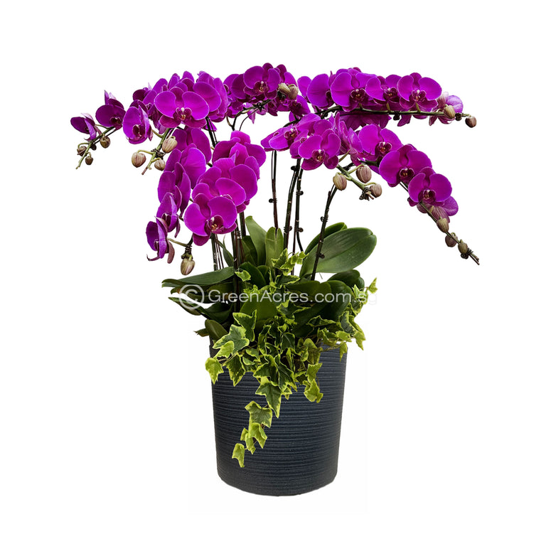 Phalaenopsis Arrangement