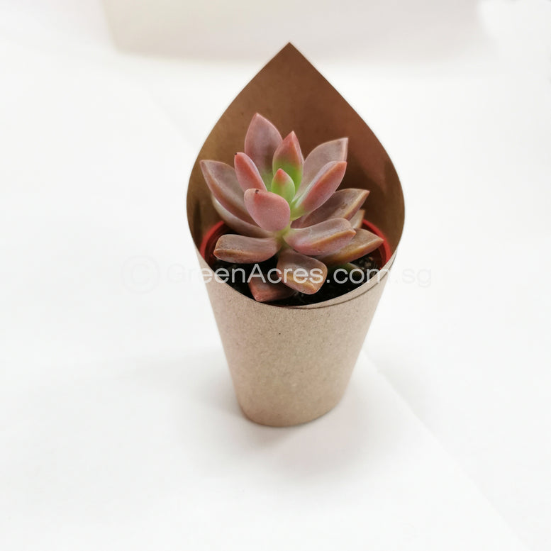 Assorted Mini-Size Succulent/Cactus Gift - 3 Random Pots