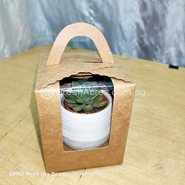 Auto Watering pot with mini Succulent Gift Pack - Op A