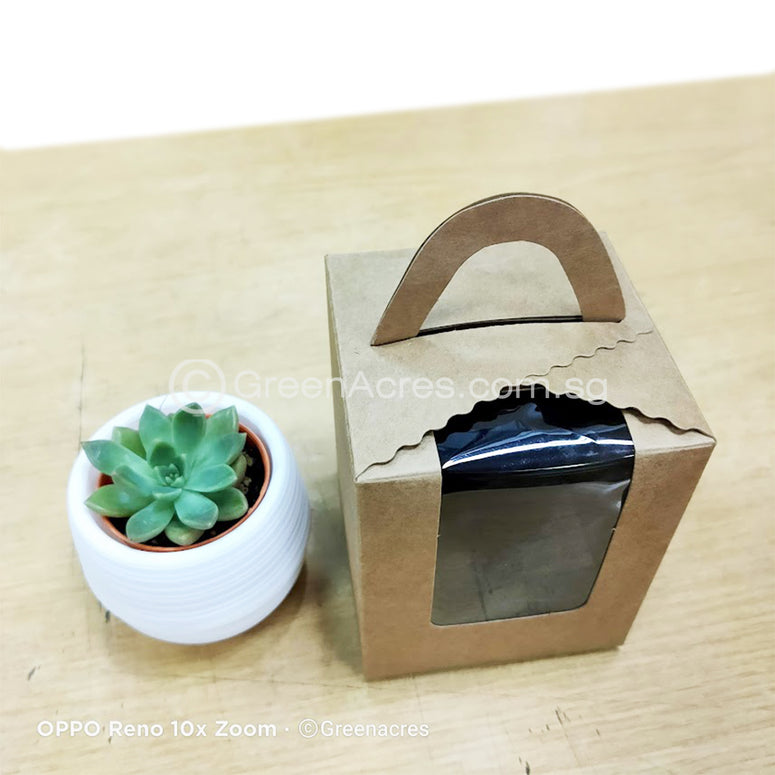 Auto Watering pot with mini Succulent Gift Pack  - Op A