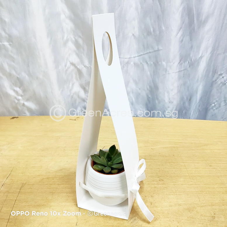 Auto Watering pot with mini Succulent Gift Pack - Op B