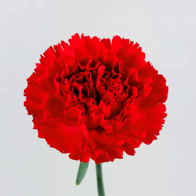 Carnation 3 Stalks Bouquet
