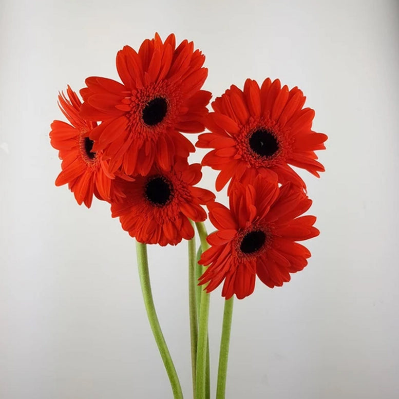 Single Stalk Gerbera