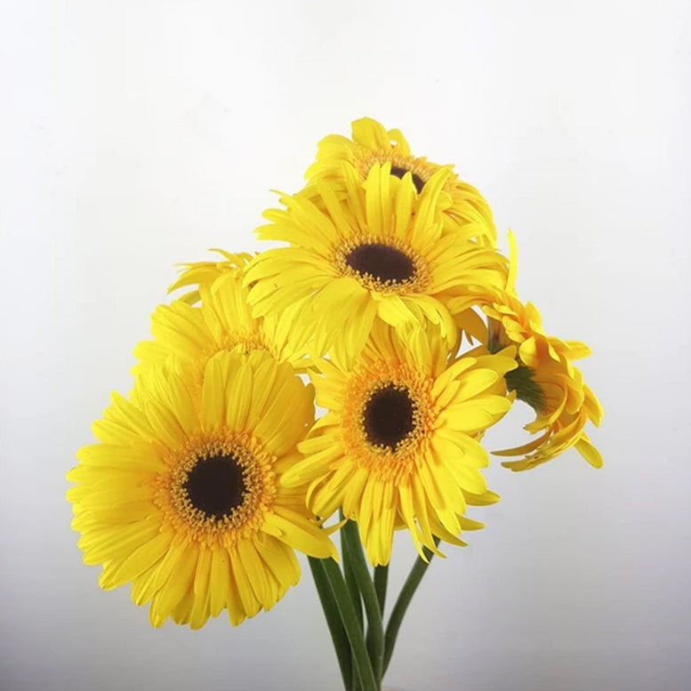 Single Stalk Gerbera