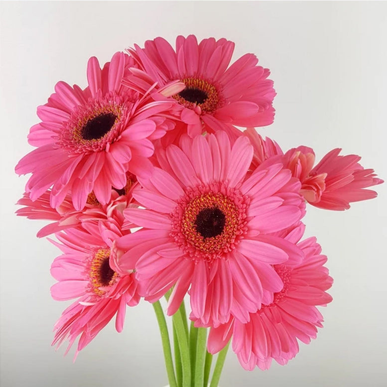 Single Stalk Gerbera