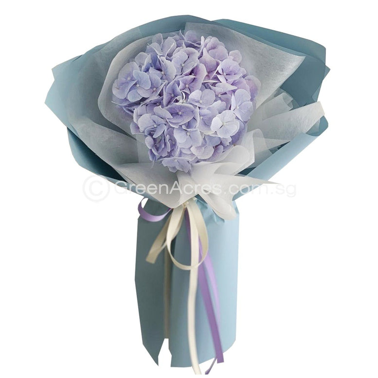 Hydrangea