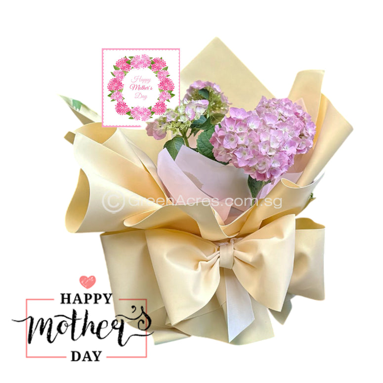 Hydrangea plants Bouquet Gift Set