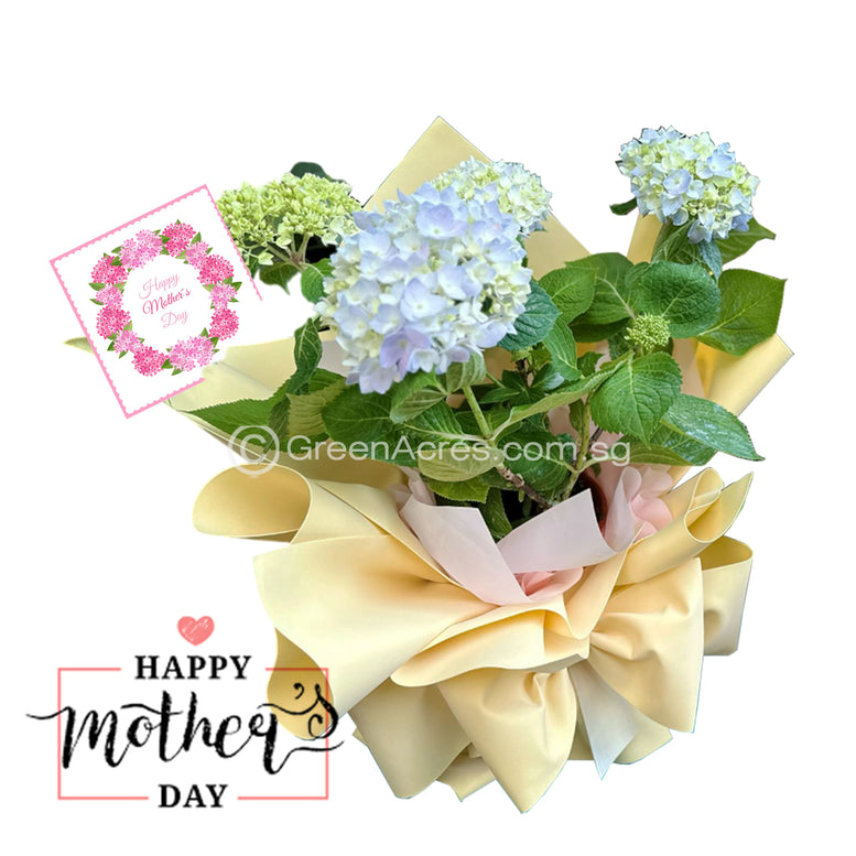 Hydrangea plants Bouquet Gift Set