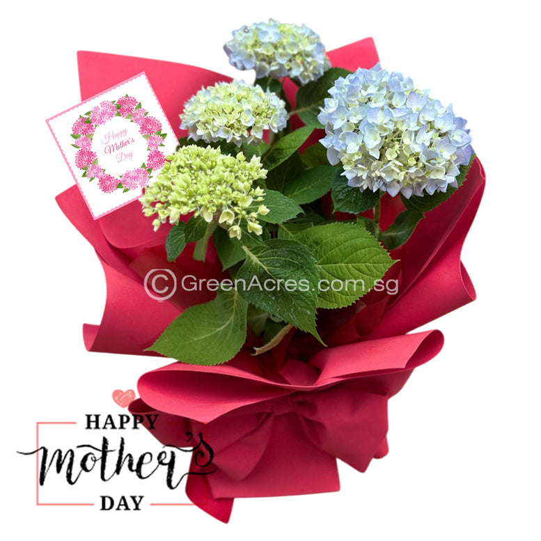 Hydrangea plants Bouquet Gift Set