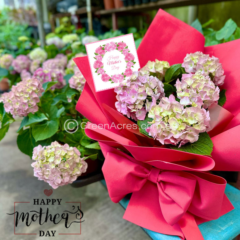 Hydrangea plants Bouquet Gift Set
