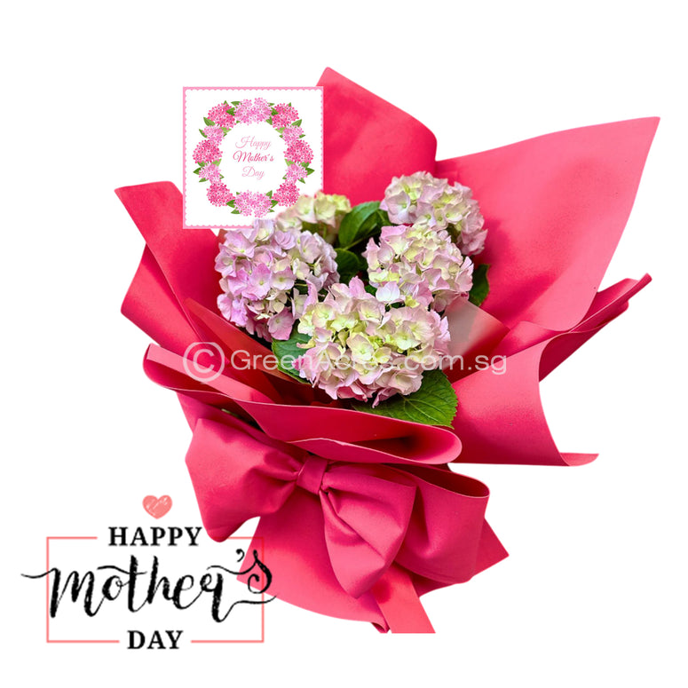 Hydrangea plants Bouquet Gift Set