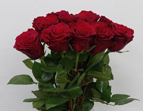 Rose Boutonniere / Corsage