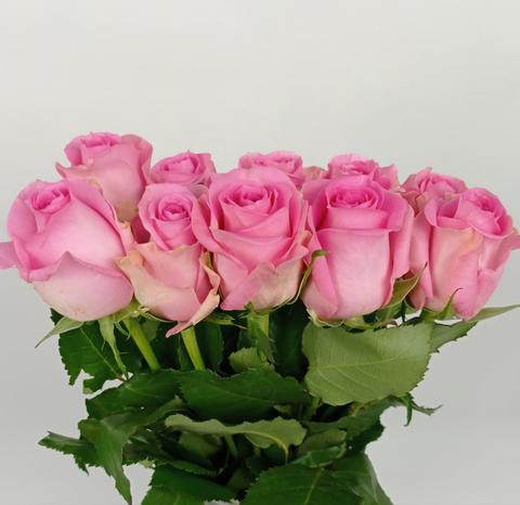 Rose Boutonniere / Corsage