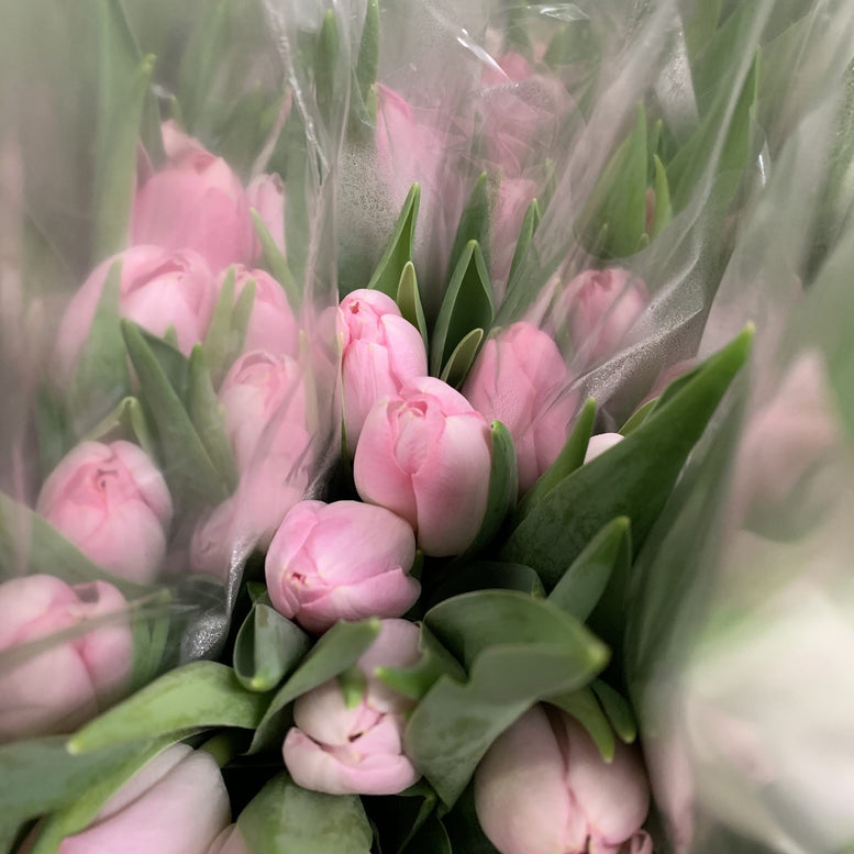 Zen Blooms