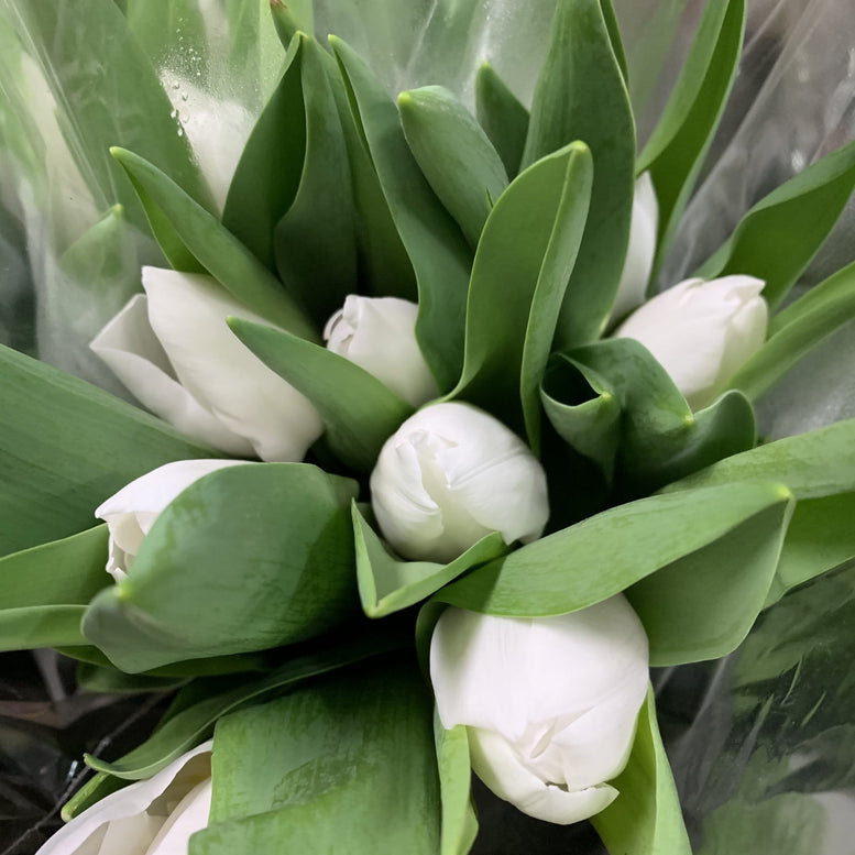 Zen Blooms