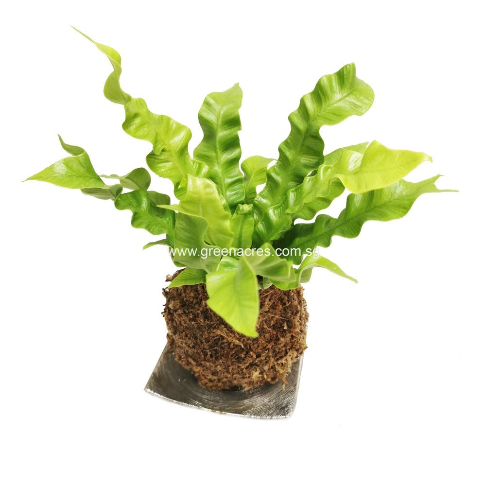 birds nest fern kokedama Kokedama