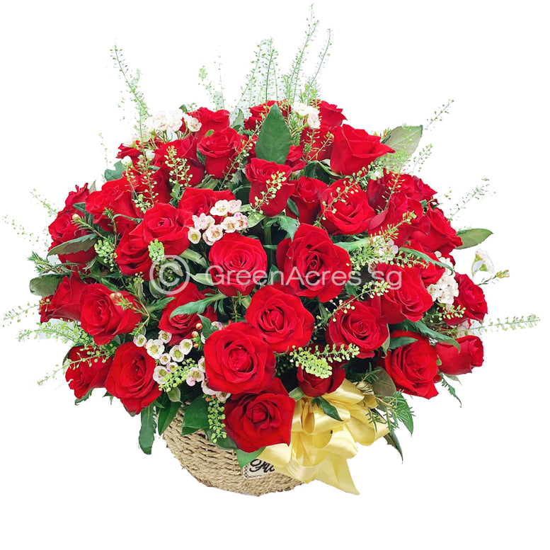 Lovely Roses