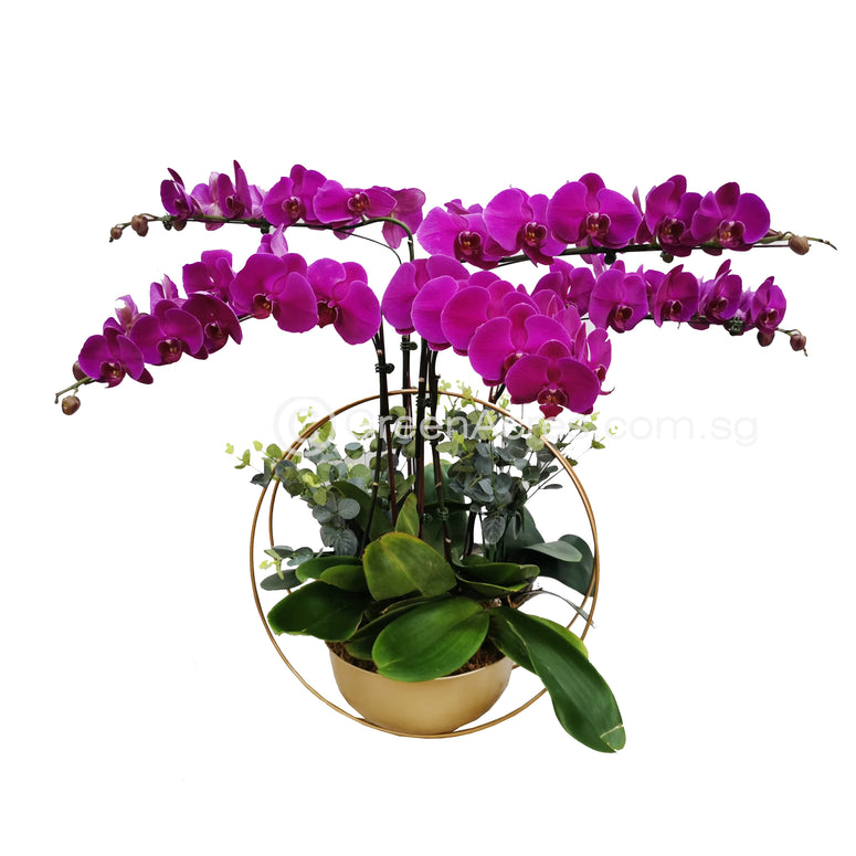 Golden Returns - Phalaenopsis