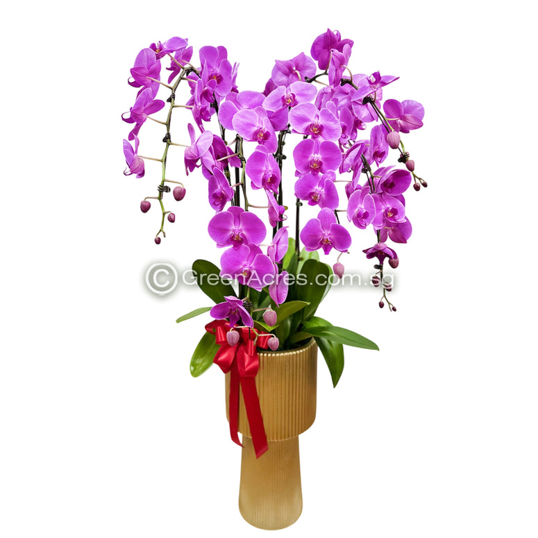 Phalaenopsis orchid Arrangement 03