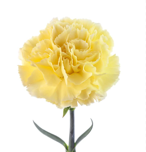 Carnation 3 Stalks Bouquet