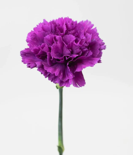 Carnation 3 Stalks Bouquet