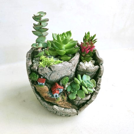 Potted Assorted Succulent