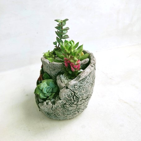 Potted Assorted Succulent
