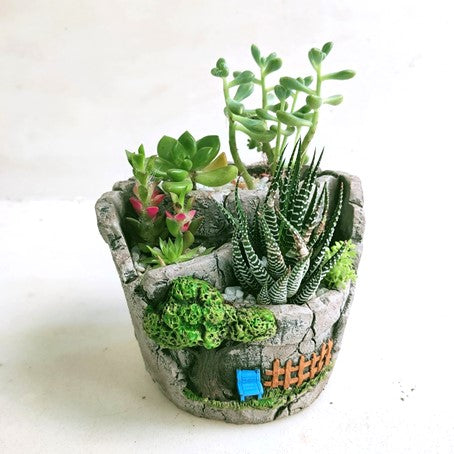 Potted Assorted Succulent