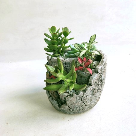 Potted Assorted Succulent