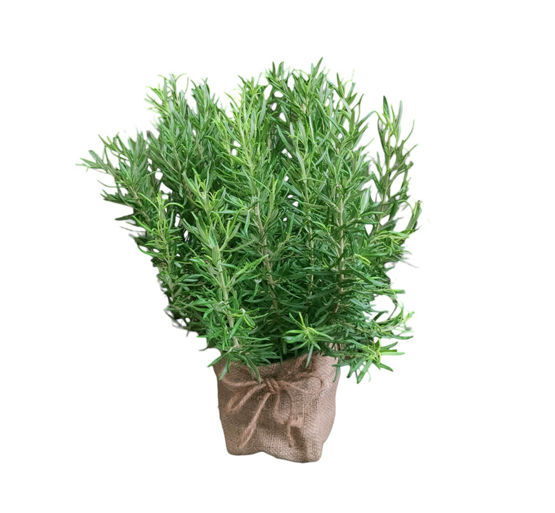 Herb Plant Gifting