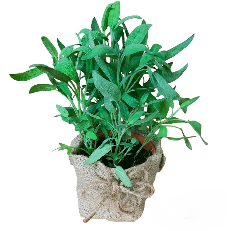 Herb Plant Gifting