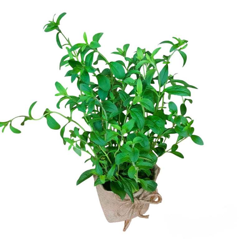 Herb Plant Gifting