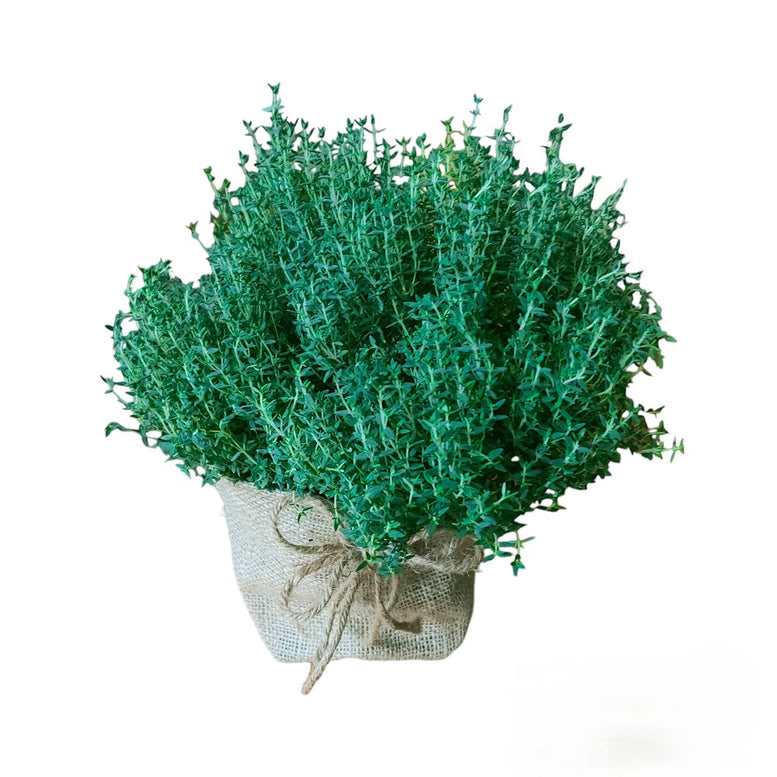 Herb Plant Gifting