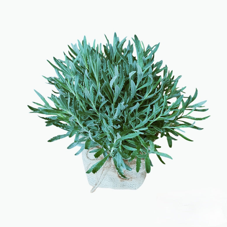 Herb Plant Gifting