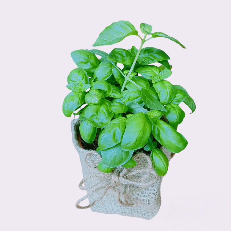 Herb Plant Gifting