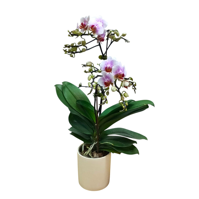 Serenade Orchid Pot