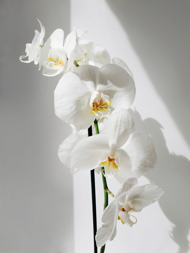 Golden Returns - Phalaenopsis
