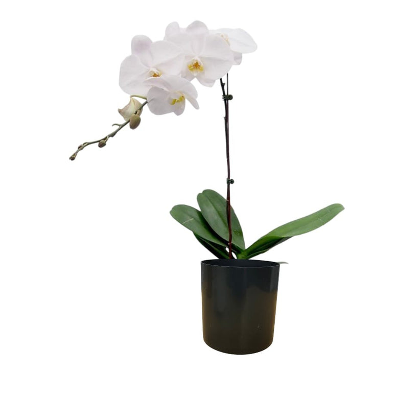 Plastic decorative pot