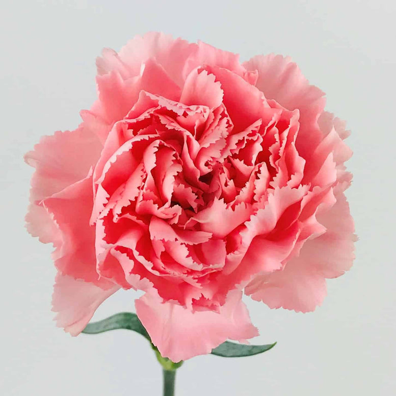 Carnation 3 Stalks Bouquet