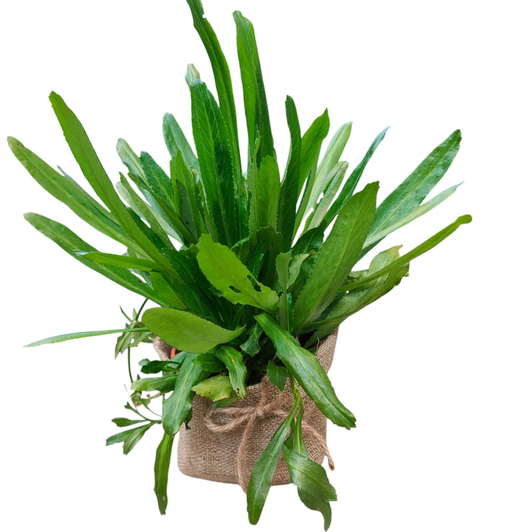 Herb Plant Gifting