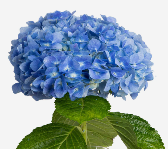 Hydrangea