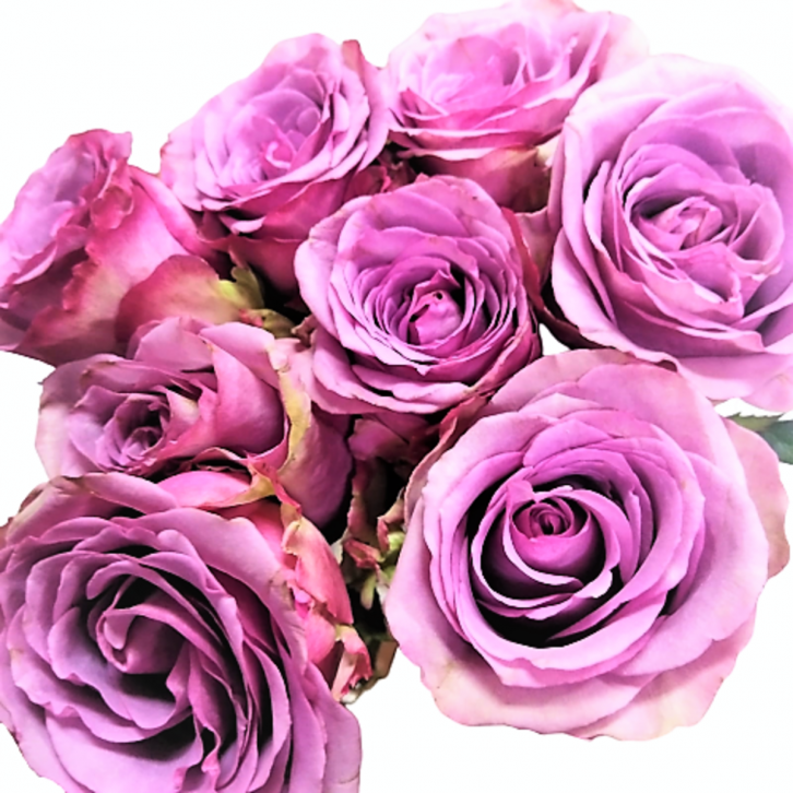 Rose only