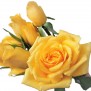 Rose only