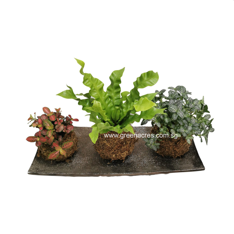 Kokedama gift set