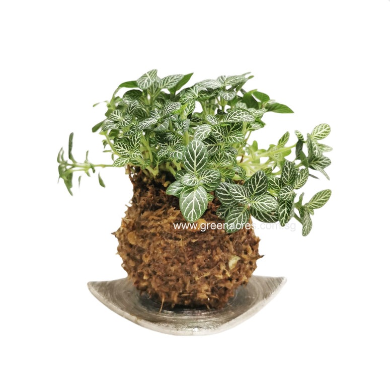 Kokedama - Fittonia ( green)