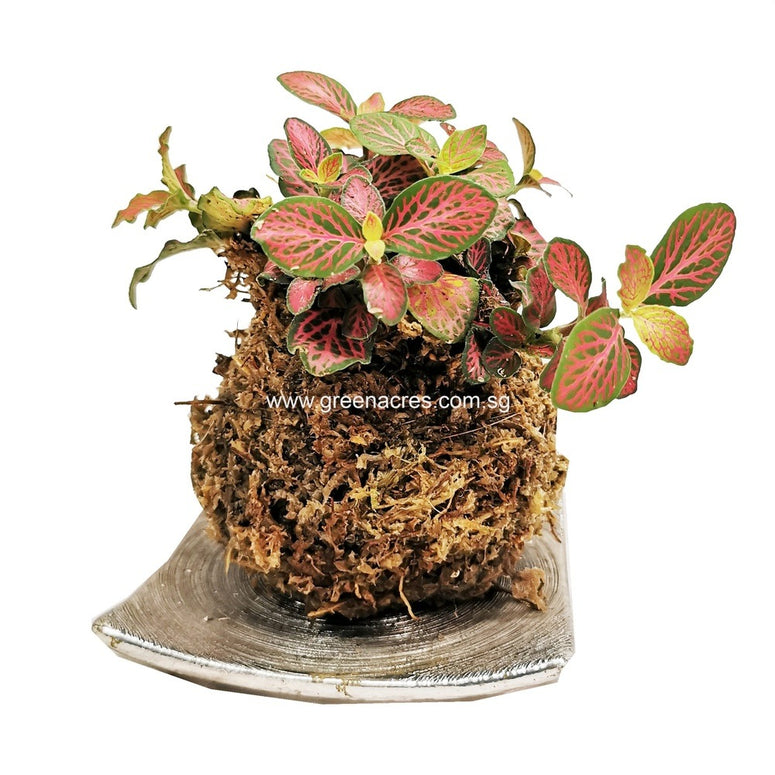 Kokedama – Fittonia ( red)