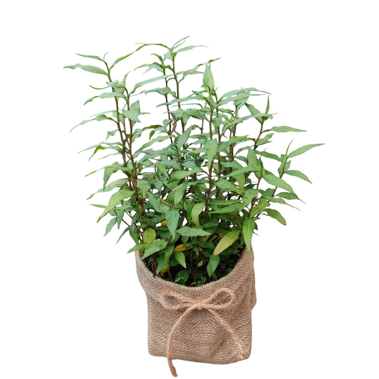 Herb Plant Gifting