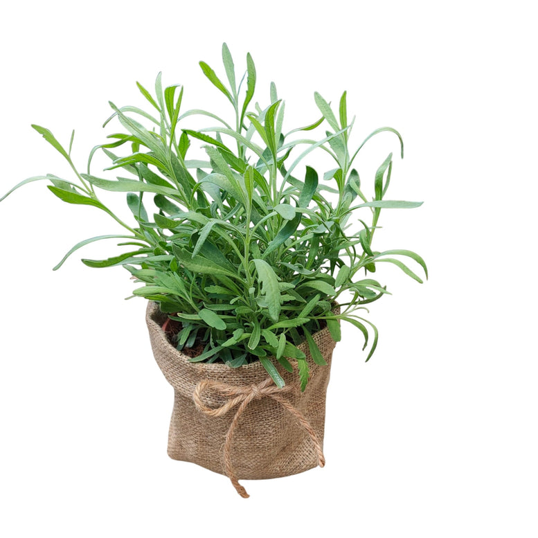 Herb Plant Gifting