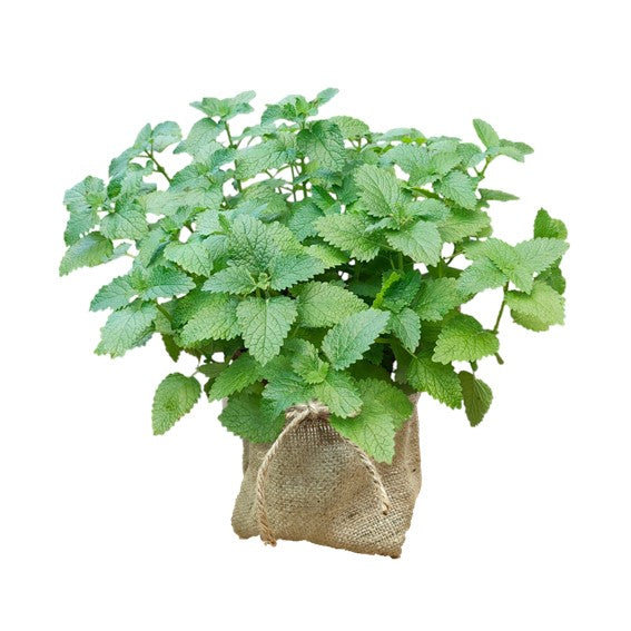 Herb Plant Gifting